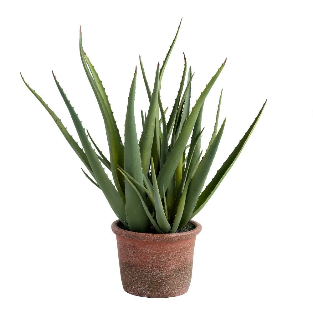 World Market Faux Aloe Plant In Terracotta Pot 1 World Market Faux Aloe Plant In Terracotta Pot
