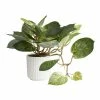 World Market Faux Pothos Plant in White Ceramic Pot