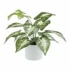 World Market Faux Dasheen Leaf Plant in White Cement Pot