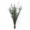World Market Preserved Baby Eucalyptus Bunch