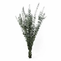 World Market Preserved Baby Eucalyptus Bunch