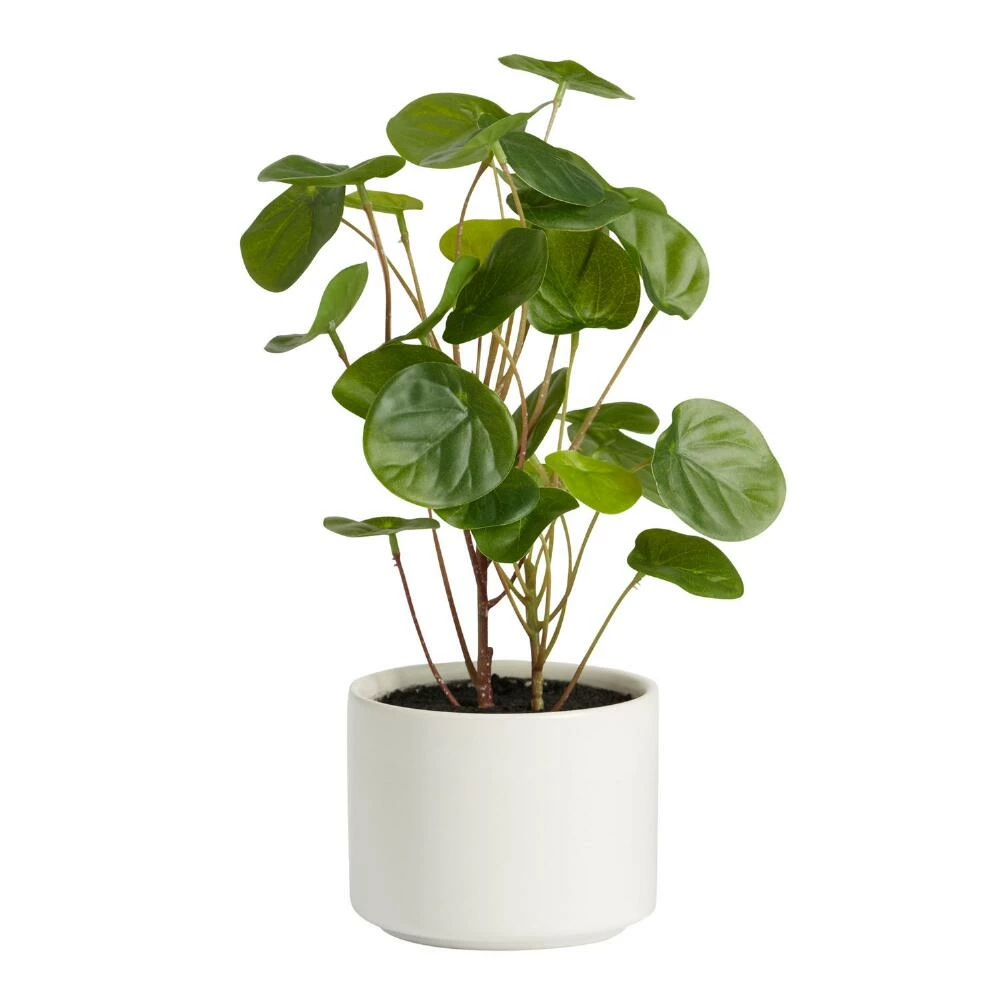 World Market Faux Chinese Money Plant in Ceramic Pot 1 World Market Faux Chinese Money Plant in Ceramic Pot