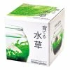 World Market Noted Water Garden Glass Plant Aquarium Set
