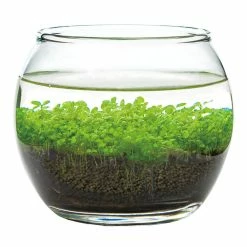World Market Noted Water Garden Glass Plant Aquarium Set -Decor & Pillows Sales Store unnamed file 1742
