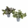 World Market Faux Peperomia Plants Set of 2