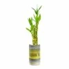 World Market Live Lucky Bamboo Plant in Tall Ceramic Pot