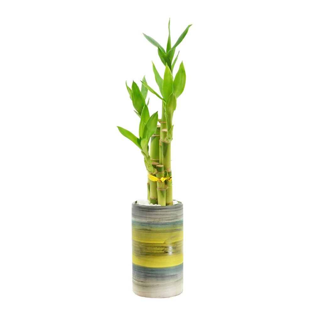 World Market Live Lucky Bamboo Plant in Tall Ceramic Pot 1 World Market Live Lucky Bamboo Plant in Tall Ceramic Pot