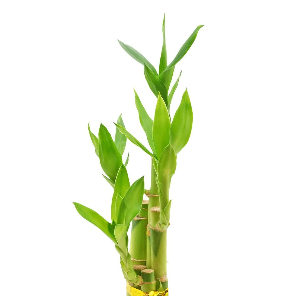World Market Live Lucky Bamboo Plant in Tall Ceramic Pot 2 World Market Live Lucky Bamboo Plant in Tall Ceramic Pot - Image 2