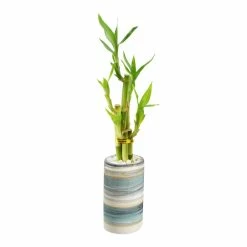 World Market Live Lucky Bamboo Plant in Tall Ceramic Pot 6 World Market Live Lucky Bamboo Plant in Tall Ceramic Pot -Decor & Pillows Sales Store unnamed file 2146