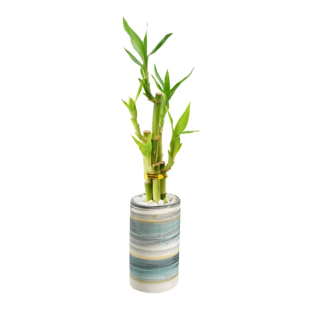 World Market Live Lucky Bamboo Plant in Tall Ceramic Pot 3 World Market Live Lucky Bamboo Plant in Tall Ceramic Pot - Image 3
