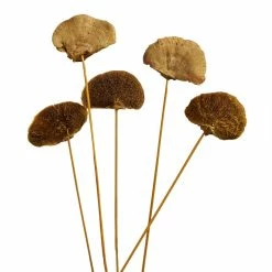 World Market Dried Mustard Yellow Mushroom Stem Bunch