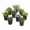 World Market Large Assorted Live Potted Succulents