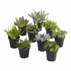 World Market Large Assorted Live Potted Succulents