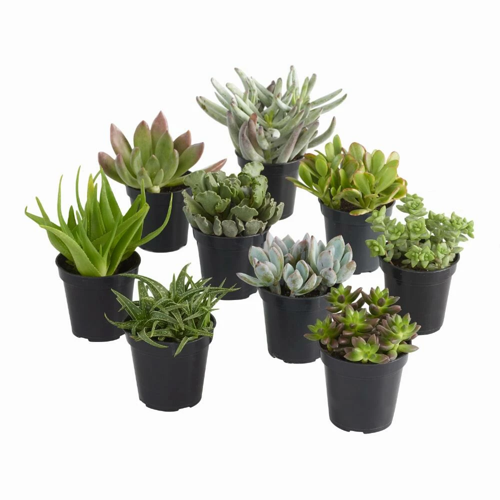 World Market Large Assorted Live Potted Succulents 1 World Market Large Assorted Live Potted Succulents