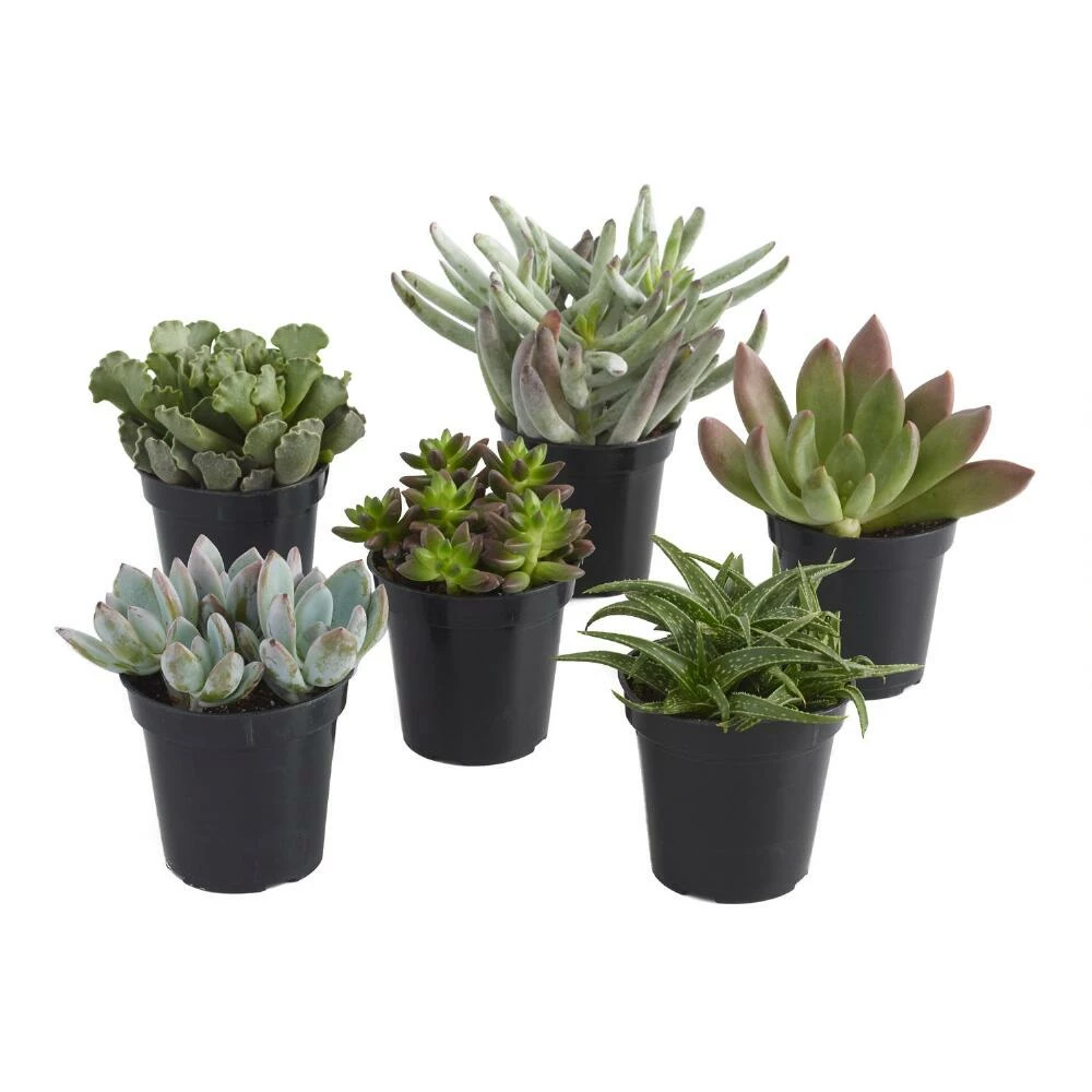 World Market Large Assorted Live Potted Succulents 2 World Market Large Assorted Live Potted Succulents - Image 2