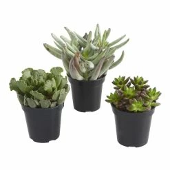 World Market Large Assorted Live Potted Succulents 5 World Market Large Assorted Live Potted Succulents -Decor & Pillows Sales Store unnamed file 2237