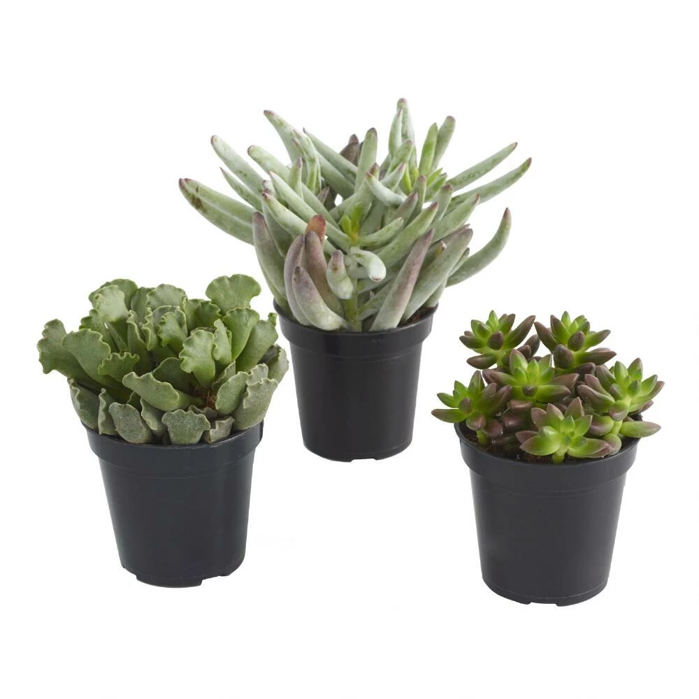 World Market Large Assorted Live Potted Succulents 3 World Market Large Assorted Live Potted Succulents - Image 3