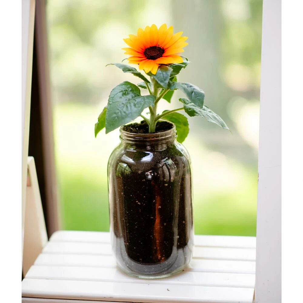 World Market Back to the Roots Organic Sunflower Windowsill Grow Kit 2 World Market Back to the Roots Organic Sunflower Windowsill Grow Kit - Image 2