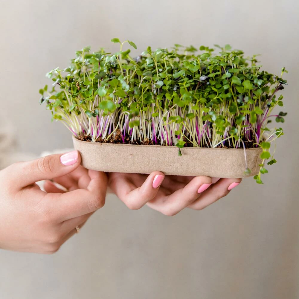 World Market Back to the Roots Mighty Mix Organic Microgreens Grow Kit 2 World Market Back to the Roots Mighty Mix Organic Microgreens Grow Kit - Image 2