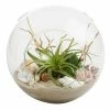 World Market Beach Garden Live Plant Glass Terrarium