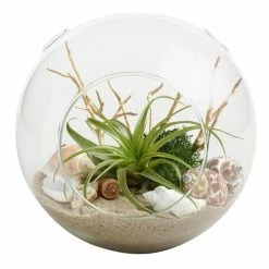 World Market Beach Garden Live Plant Glass Terrarium