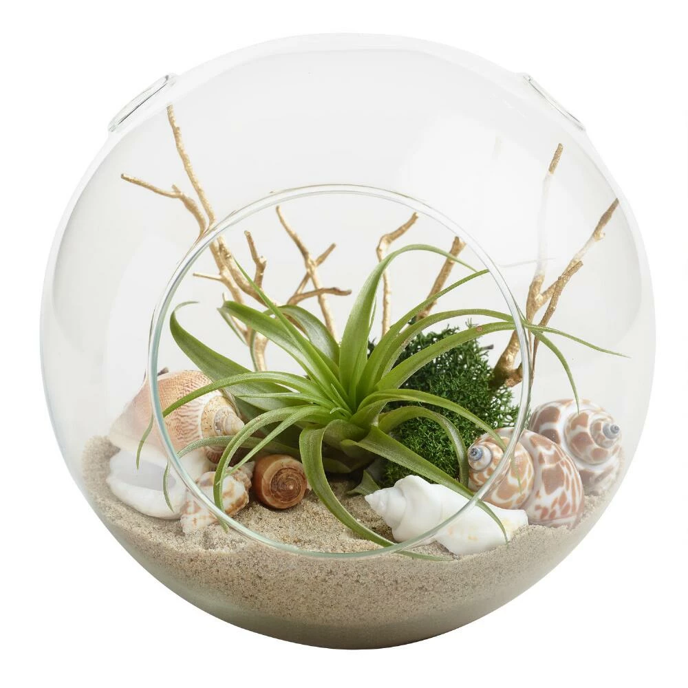 World Market Beach Garden Live Plant Glass Terrarium 1 World Market Beach Garden Live Plant Glass Terrarium