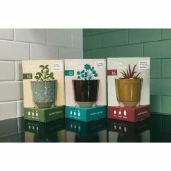 World Market Modern Sprout Basil Glow and Grow Ceramic Candle & Grow Kit -Decor & Pillows Sales Store unnamed file 2397