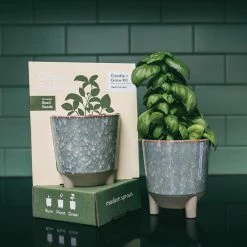 World Market Modern Sprout Basil Glow and Grow Ceramic Candle & Grow Kit -Decor & Pillows Sales Store unnamed file 2398