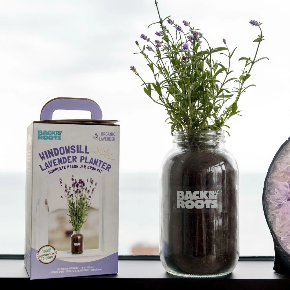 World Market Back to the Roots Organic Lavender Windowsill Grow Kit 3 World Market Back to the Roots Organic Lavender Windowsill Grow Kit - Image 3