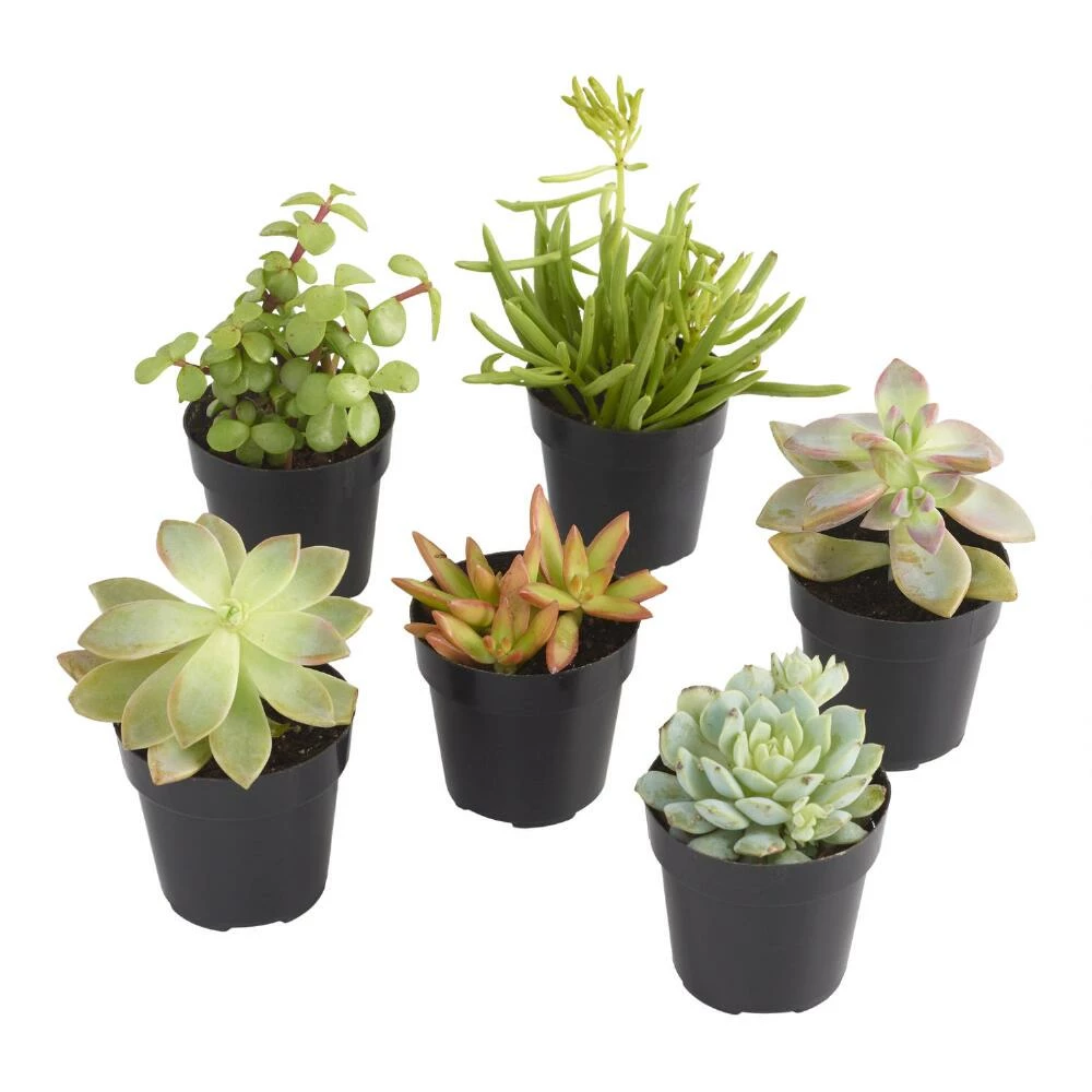 World Market Small Assorted Live Potted Succulents 1 World Market Small Assorted Live Potted Succulents