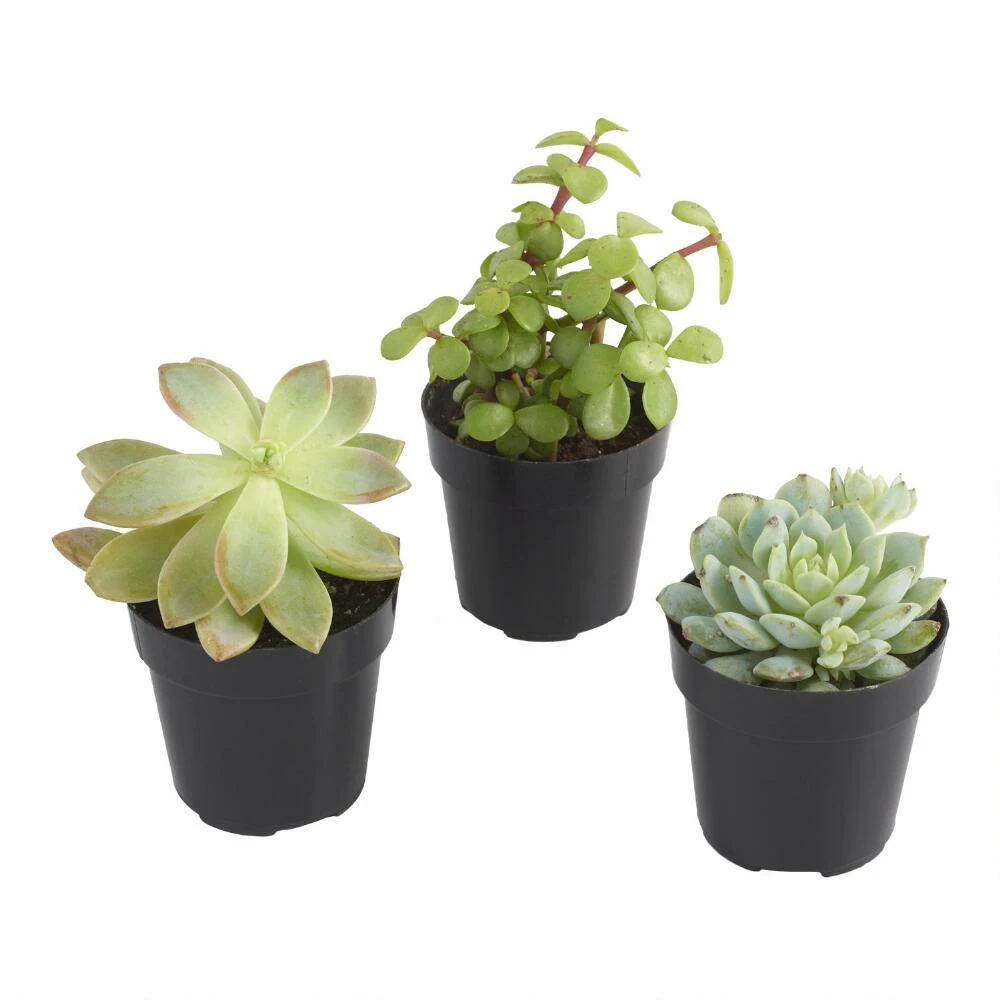 World Market Small Assorted Live Potted Succulents 2 World Market Small Assorted Live Potted Succulents - Image 2