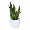 World Market Live Sansevieria Plant in White Ceramic Pot