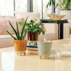 World Market Modern Sprout Daisy Glow and Grow Ceramic Candle & Grow Kit 6 World Market Modern Sprout Daisy Glow and Grow Ceramic Candle & Grow Kit -Decor & Pillows Sales Store unnamed file 2584