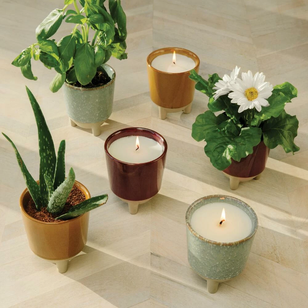 World Market Modern Sprout Daisy Glow and Grow Ceramic Candle & Grow Kit 4 World Market Modern Sprout Daisy Glow and Grow Ceramic Candle & Grow Kit - Image 4