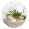 World Market Wall-Mounted Live Plant Glass Terrarium