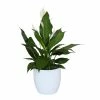 World Market Live Spath Plant in White Ceramic Pot