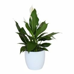 World Market Live Spath Plant in White Ceramic Pot