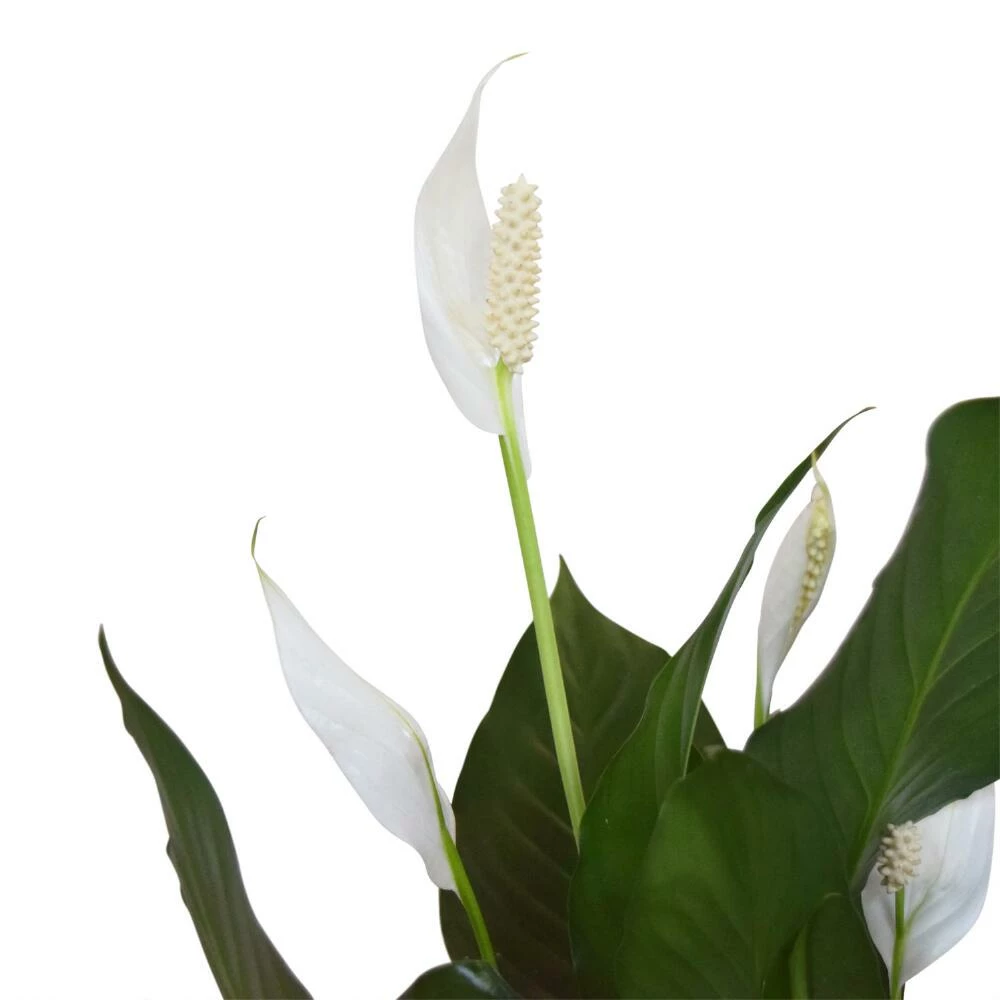 World Market Live Spath Plant in White Ceramic Pot 2 World Market Live Spath Plant in White Ceramic Pot - Image 2