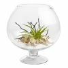 World Market Live Plant Glass Terrarium with Driftwood