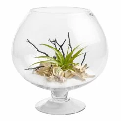 World Market Live Plant Glass Terrarium with Driftwood