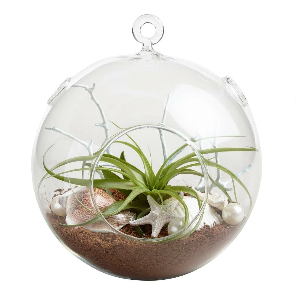World Market Hanging Live Plant Glass Terrarium with Starfish 1 World Market Hanging Live Plant Glass Terrarium with Starfish