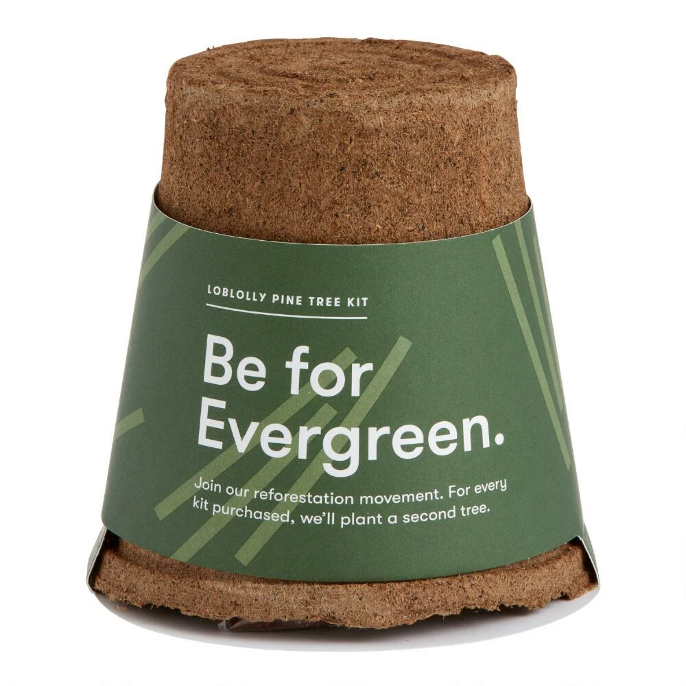 World Market Modern Sprout Loblolly Pine One For One Tree Kit 1 World Market Modern Sprout Loblolly Pine One For One Tree Kit