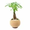 World Market Live Money Tree in Round Ceramic Pot