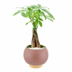 World Market Live Money Tree in Round Ceramic Pot 6 World Market Live Money Tree in Round Ceramic Pot -Decor & Pillows Sales Store unnamed file 2950