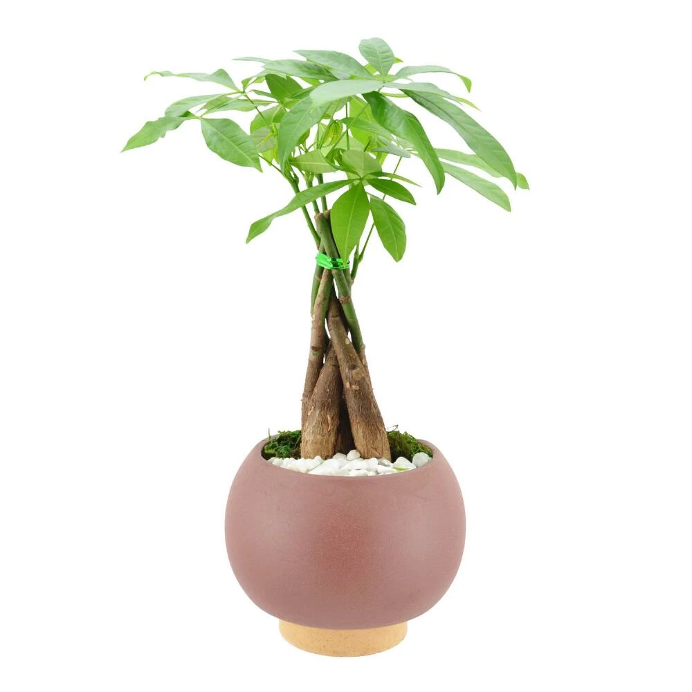 World Market Live Money Tree in Round Ceramic Pot 3 World Market Live Money Tree in Round Ceramic Pot - Image 3
