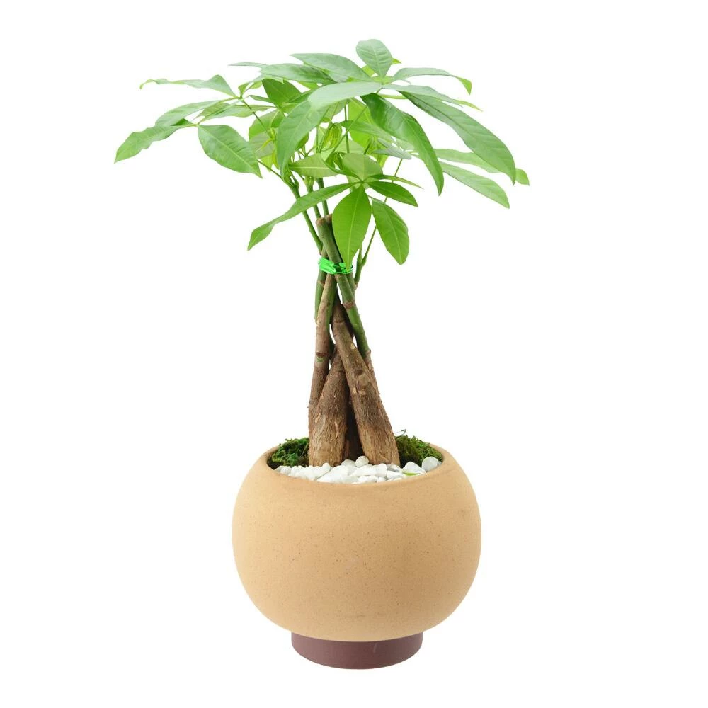 World Market Live Money Tree in Round Ceramic Pot 4 World Market Live Money Tree in Round Ceramic Pot - Image 4