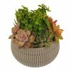 World Market Live Succulent Plant Arrangement in Ribbed Ceramic Pot