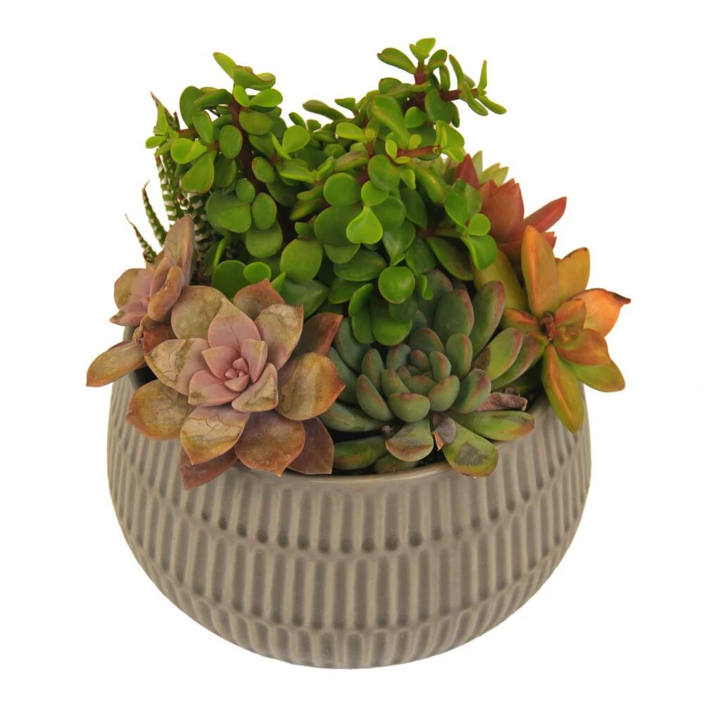 World Market Live Succulent Plant Arrangement in Ribbed Ceramic Pot 1 World Market Live Succulent Plant Arrangement in Ribbed Ceramic Pot