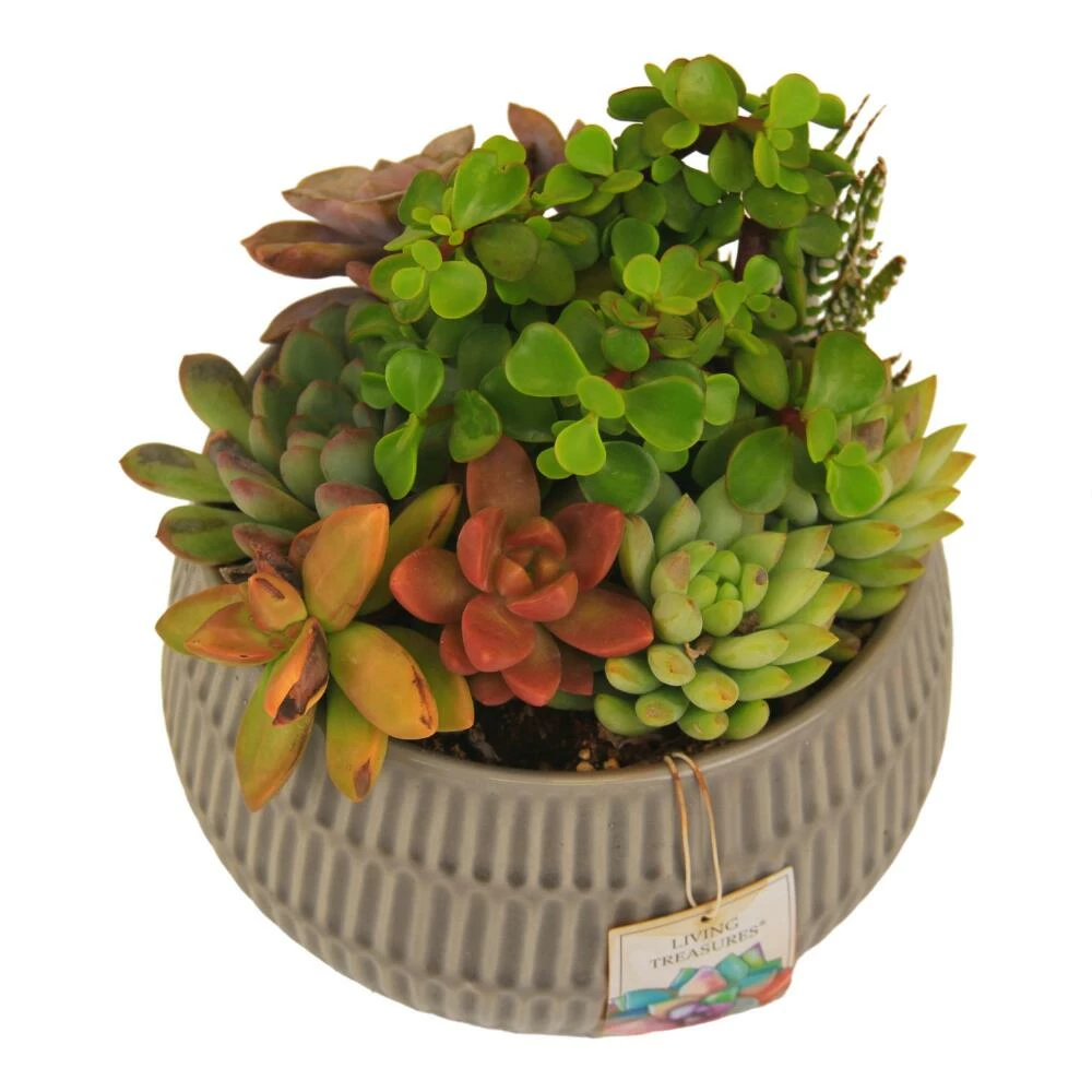 World Market Live Succulent Plant Arrangement in Ribbed Ceramic Pot 2 World Market Live Succulent Plant Arrangement in Ribbed Ceramic Pot - Image 2