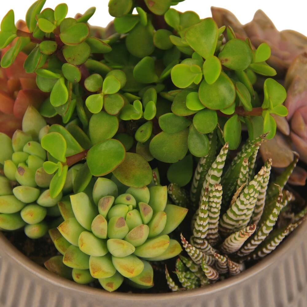 World Market Live Succulent Plant Arrangement in Ribbed Ceramic Pot 3 World Market Live Succulent Plant Arrangement in Ribbed Ceramic Pot - Image 3